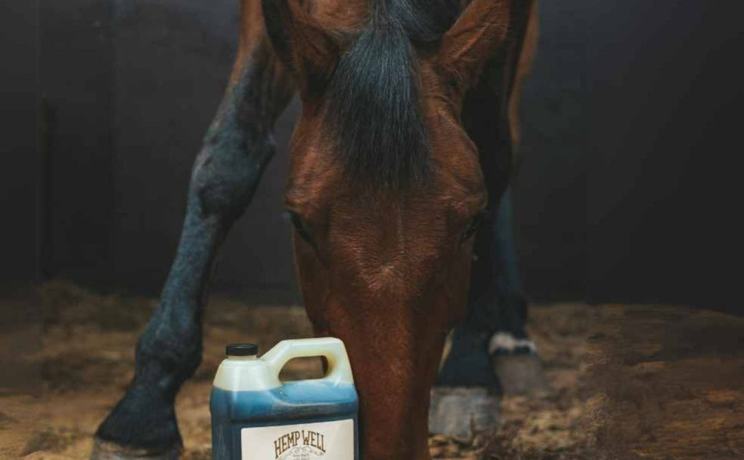 Hemp for Horses: Benefits, Uses &amp; Safety