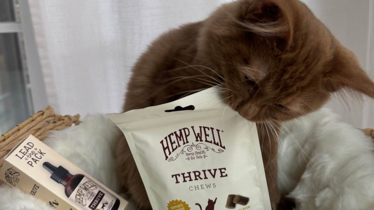 Hemp for Kittens: A Closer Look at Health Advantages - Hemp Well