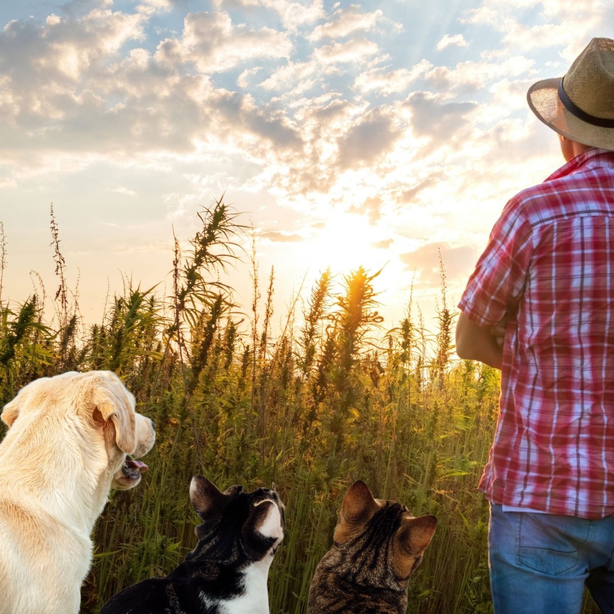 Hemp Oil For Dogs - Hemp Well