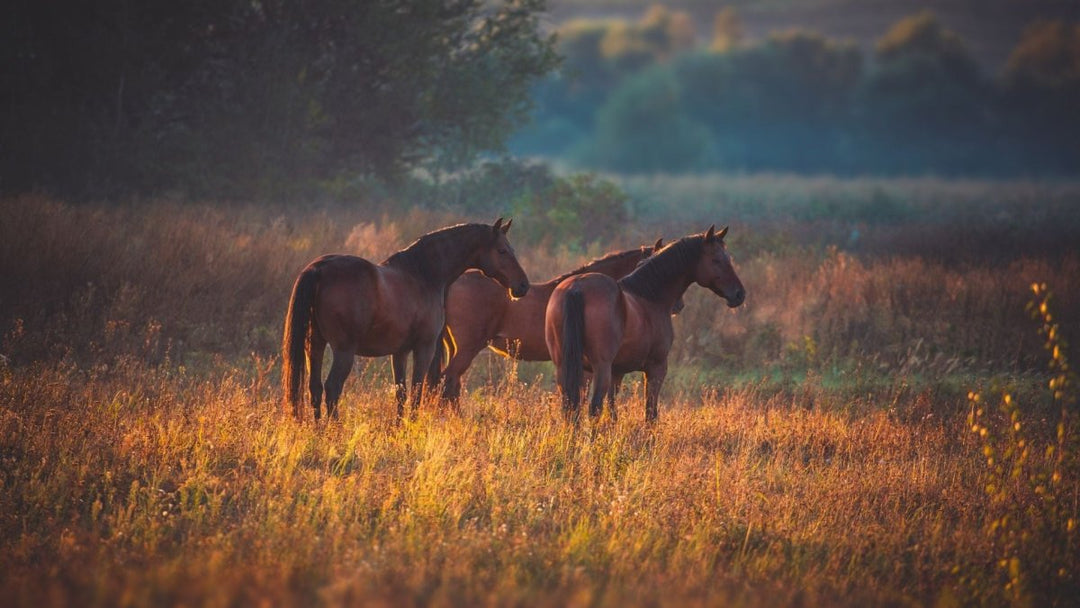 Hemp Omegas For Horses