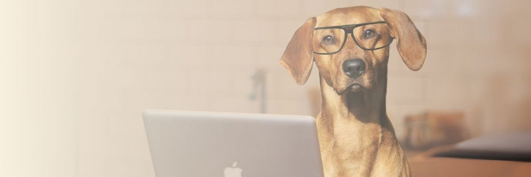 Hemp Well: Our Website Top Sellers