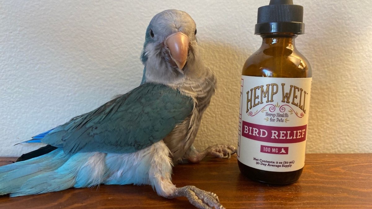 Hemp Well: Unlocking the Benefits for Improved Bird Behavior - Hemp Well