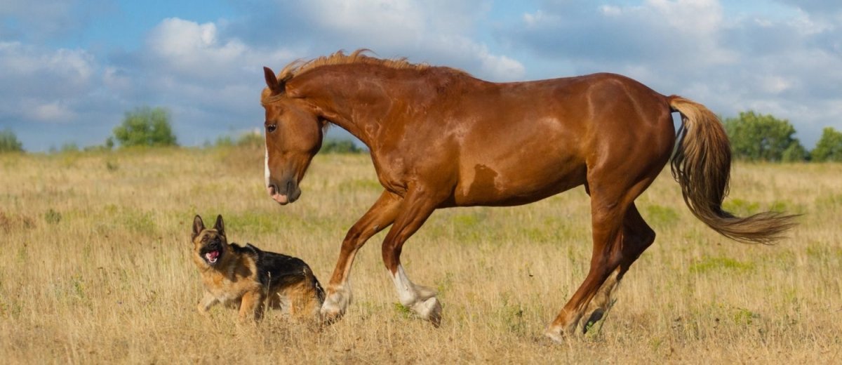 Honoring the Unsung Heroes: Dogs and Horses in Service to Our Nation - Hemp Well