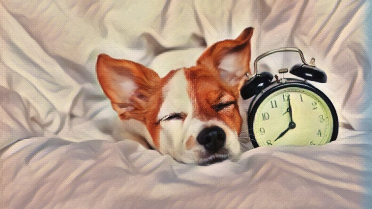 How long does it take for CBD oil to work in dogs? - Hemp Well