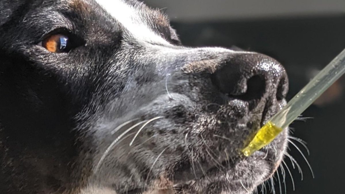 How much CBD should I give my dog? - Hemp Well