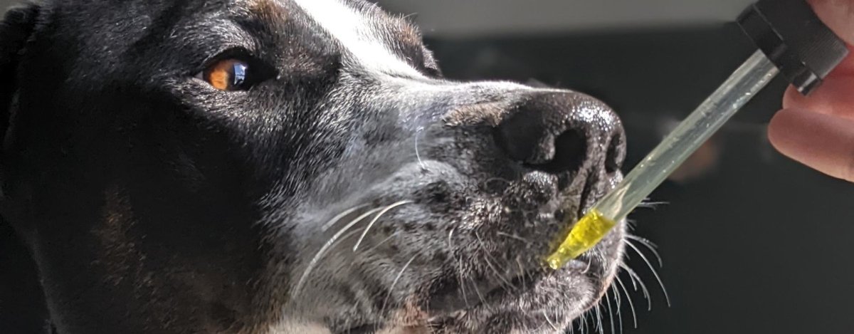 How much CBD to give a dog? - Hemp Well