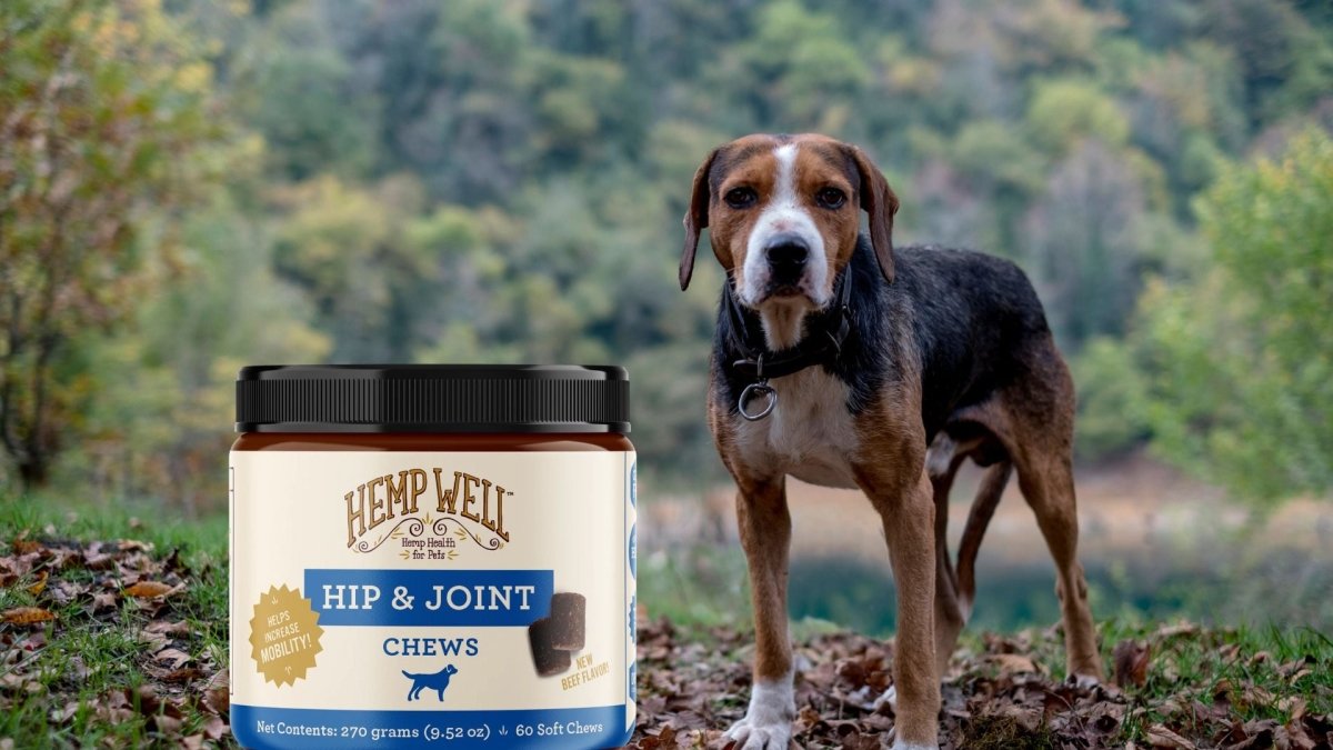How to choose the best hemp chews for your dog's hip and joint health - Hemp Well