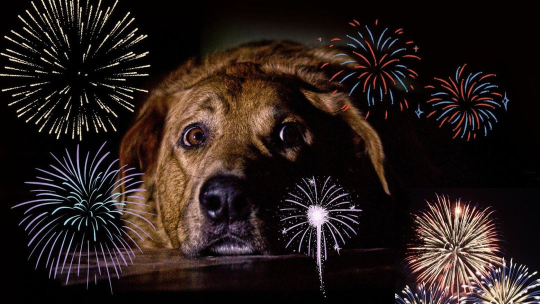 How to get a dog to calm down