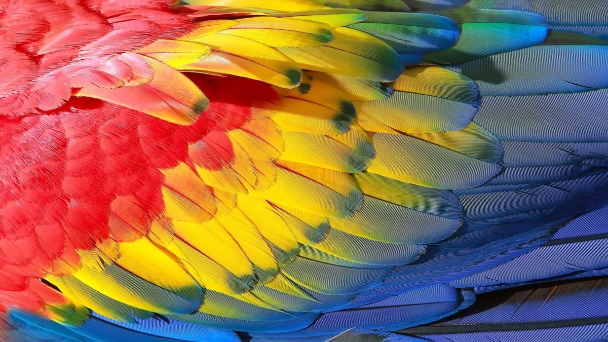 How to Get Shiny healthy feathers for your Birds? - Hemp Well