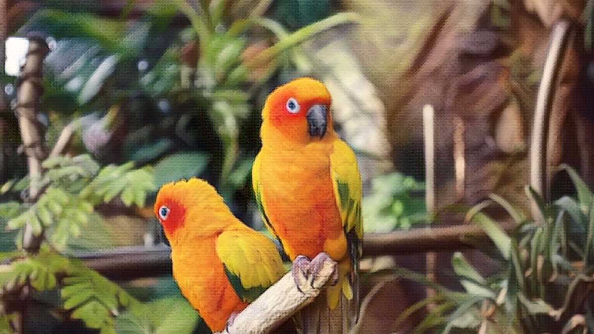 How to Get Shiny healthy feathers for your Birds? - Hemp Well