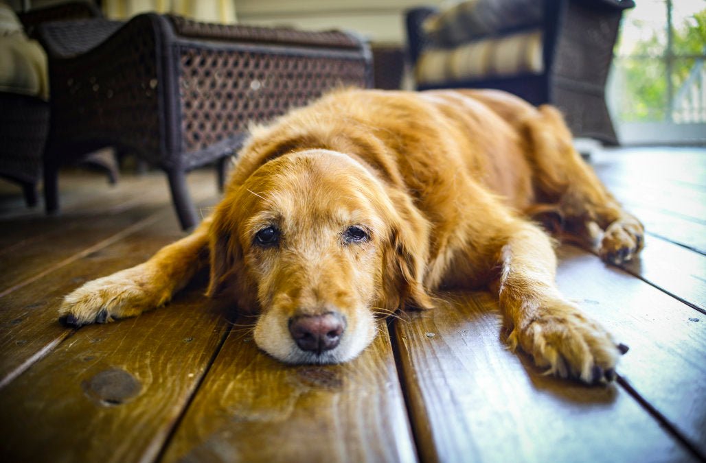 How to know if your dog is in pain - Hemp Well