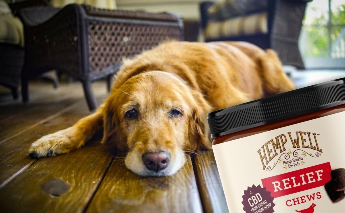 Best CBD dog treats