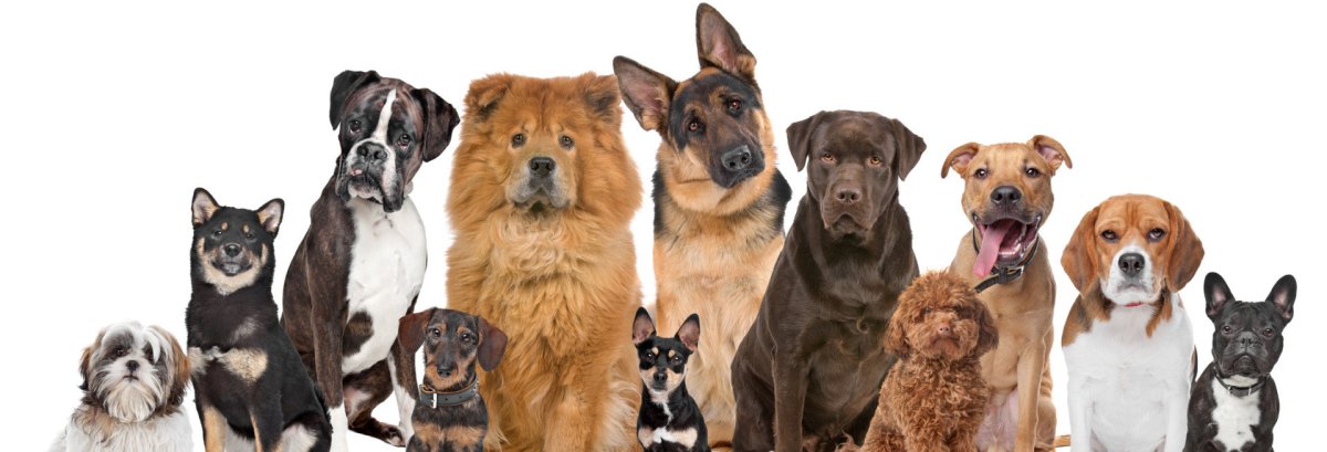How to train your dog in 5 easy steps - Hemp Well