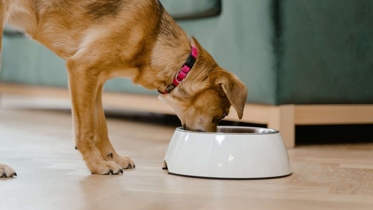 Hungry Like the Wolf: Why Dogs Should Eat No More Than One Meal Per Day - Hemp Well