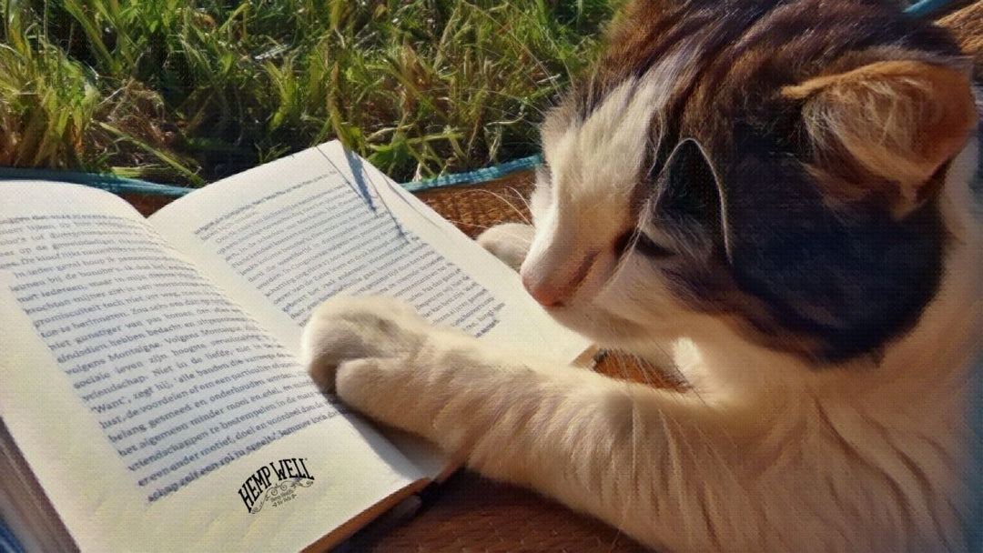 Is CBD Oil Good For Cats?