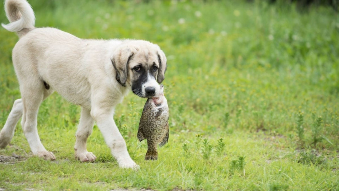 Is hemp oil better than fish oil for our pets?