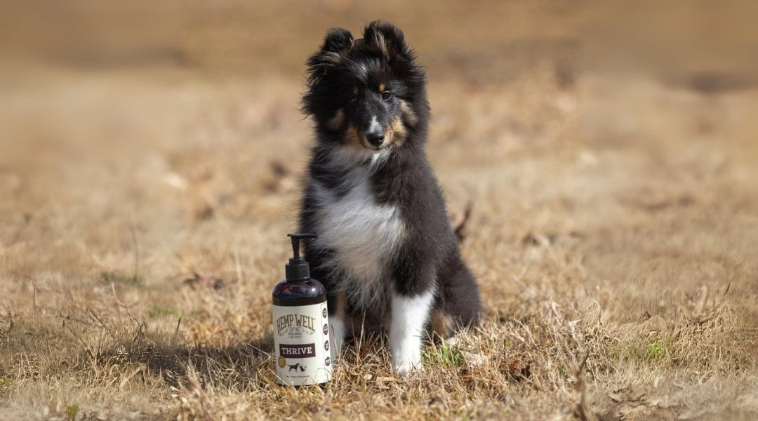 Most Common Dog Names