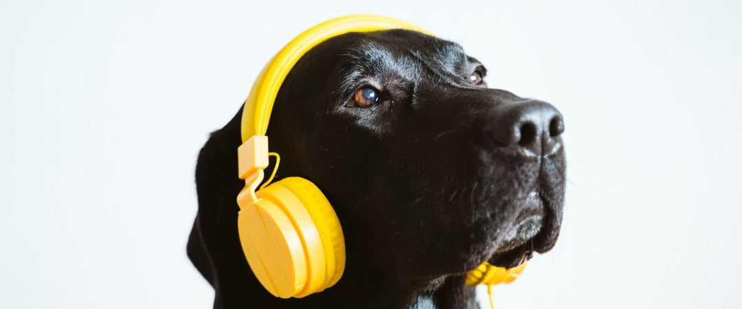 Music for Calming Dogs: A Soothing Symphony for Your Furry Friend