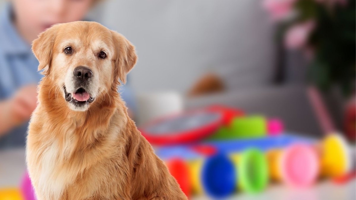 My dog ate Play-Doh and liked it, what should I do? - Hemp Well