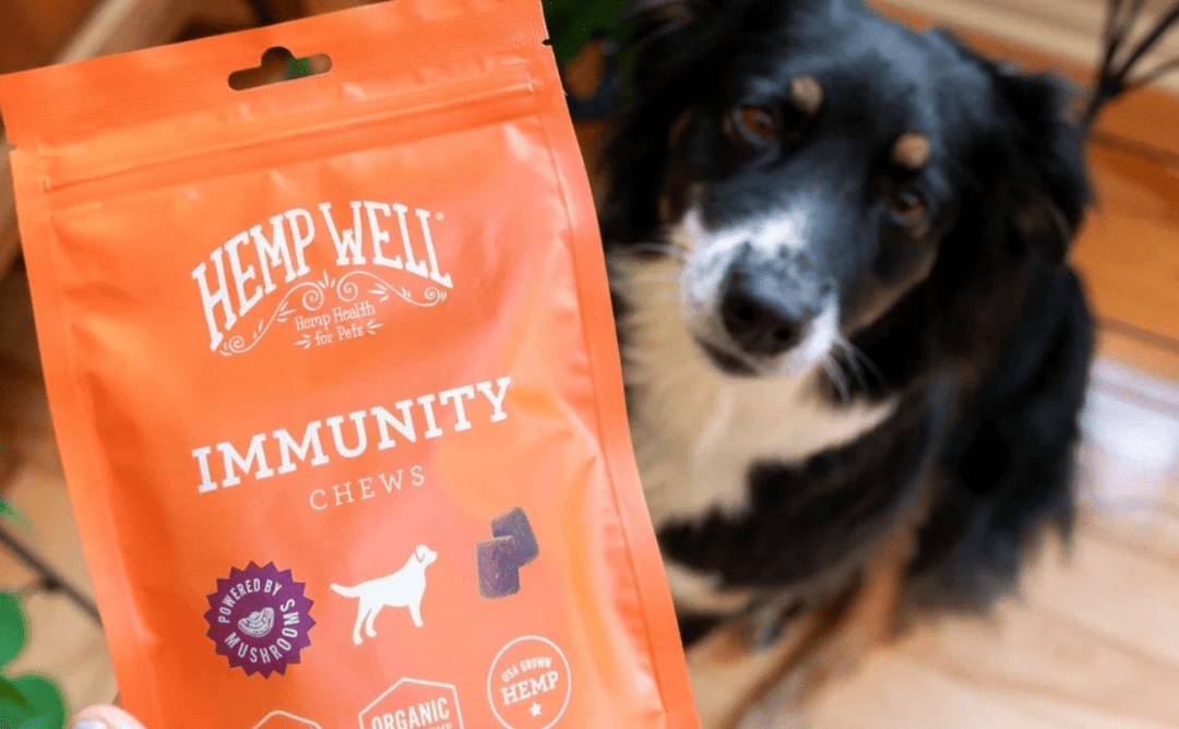 Mycelium vs. Fruiting Bodies: Why Hemp Well Chooses Fruiting Bodies for Pets
