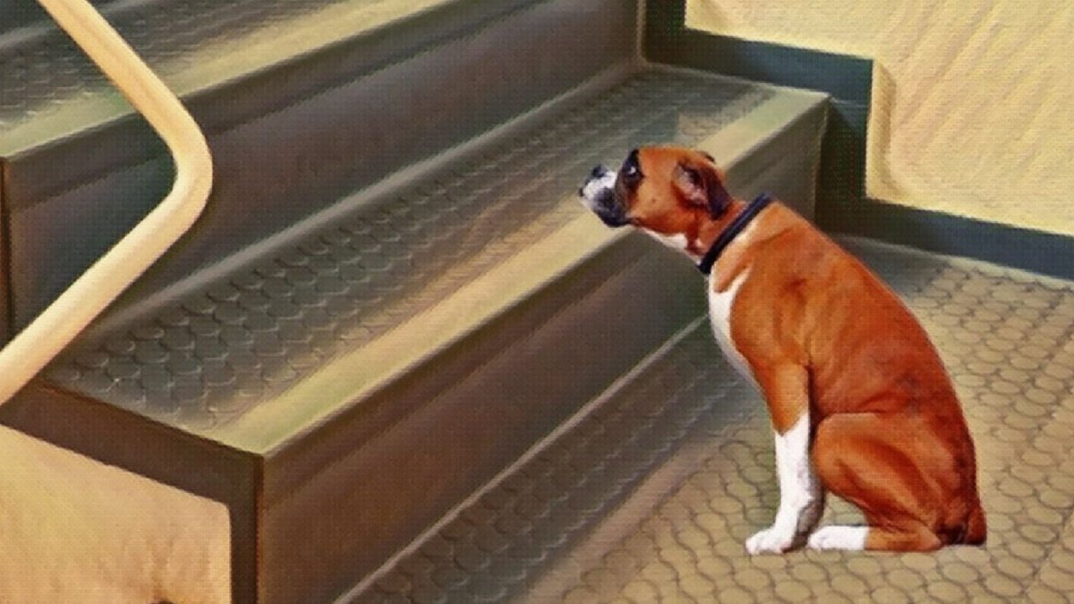 What can i give my dog for joint pain? - Hemp Well