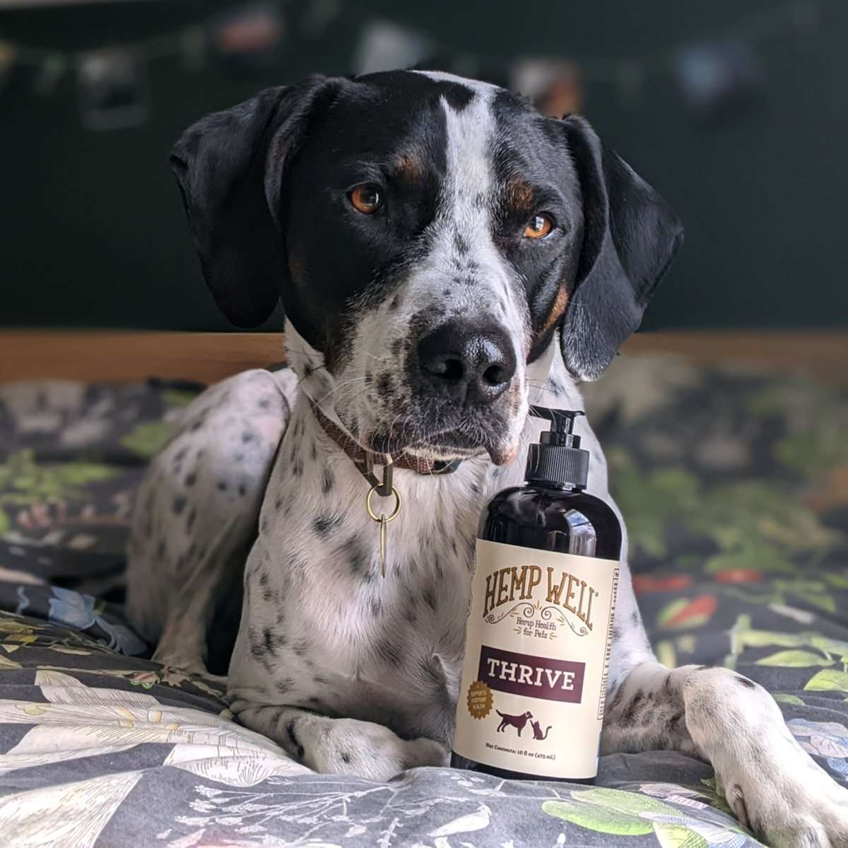 Hemp Seed Oil vs CBD Oil for Dogs