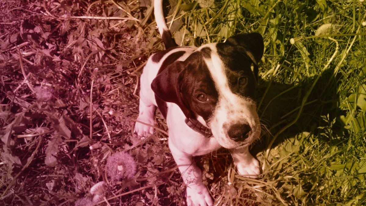 Our Love Of Pets - Hemp Well