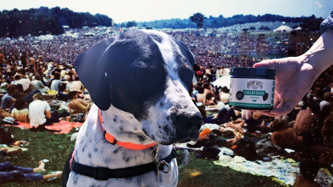 Paws in the Crowd: Bringing Your Dog to a Concert