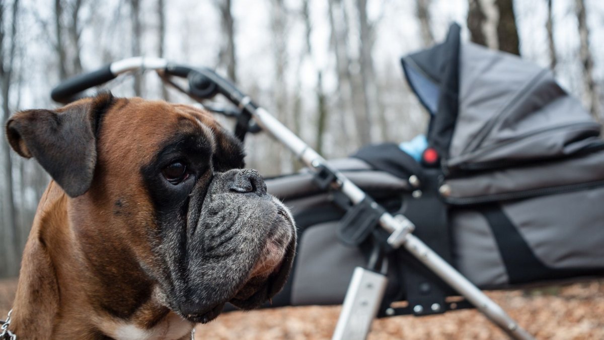 Pet Stores Thrive, Baby Stores Shrink: Why the Difference? - Hemp Well