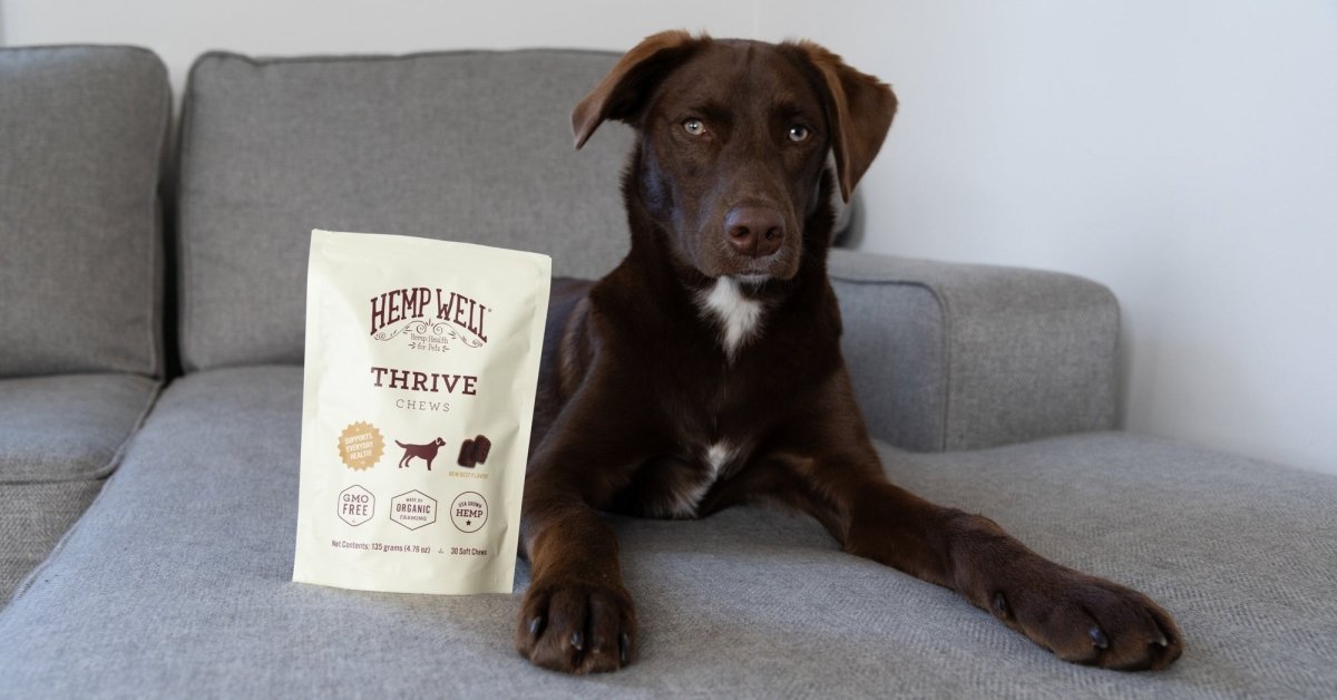 Pets improving mental health of their owners - Hemp Well