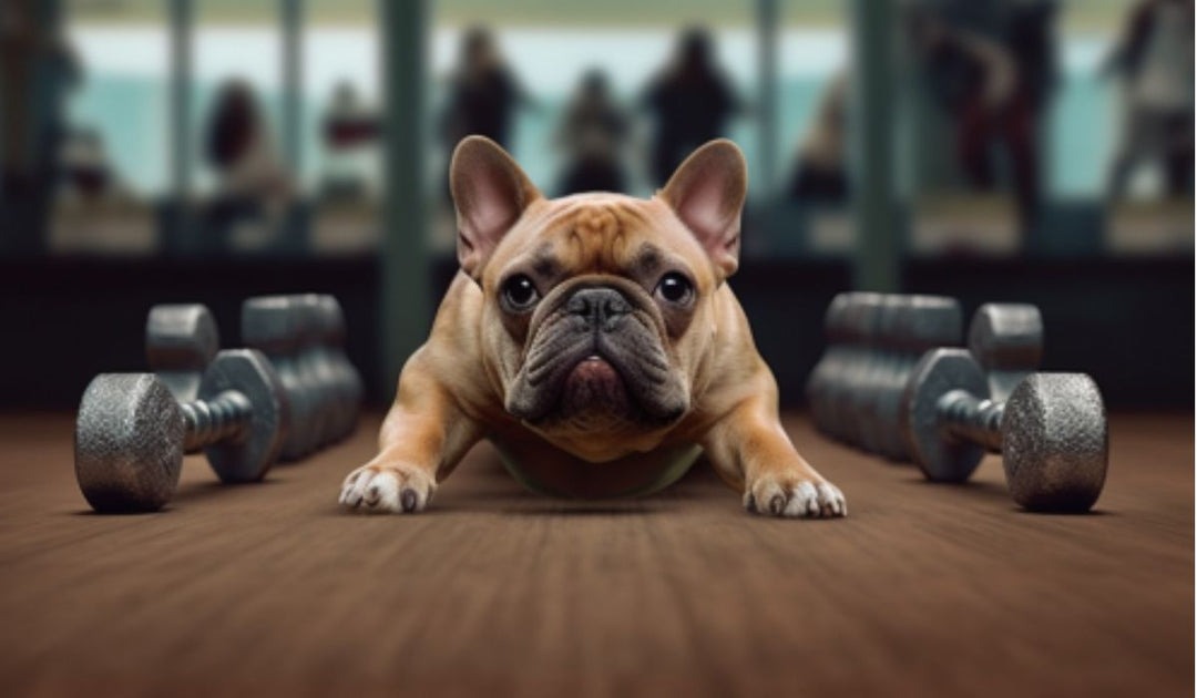 Pros and Cons of Taking Dog to Gym