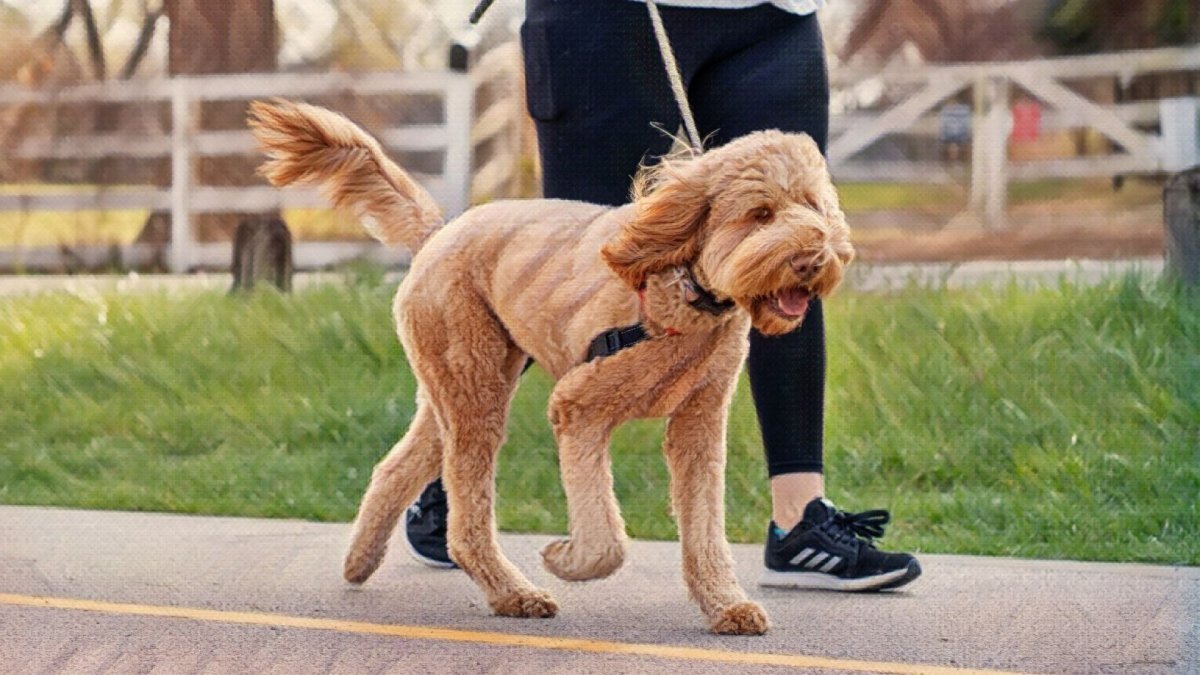 Protecting your dog's paws from the hot pavement. Hemp Well has you covered. - Hemp Well