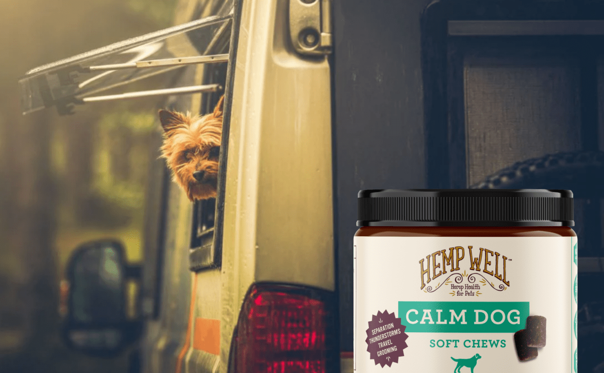 road trips with calm dogs