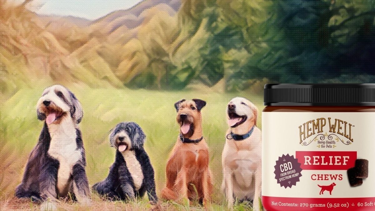 Searching for the Best CBD Supplements for Dogs - Hemp Well