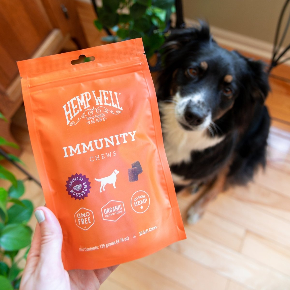 Seasonal Allergies: The Worst Times of the Year for Dogs - Hemp Well