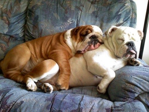 Shortest Living Breeds of Dogs: A Look at Their Unique Charms - Hemp Well