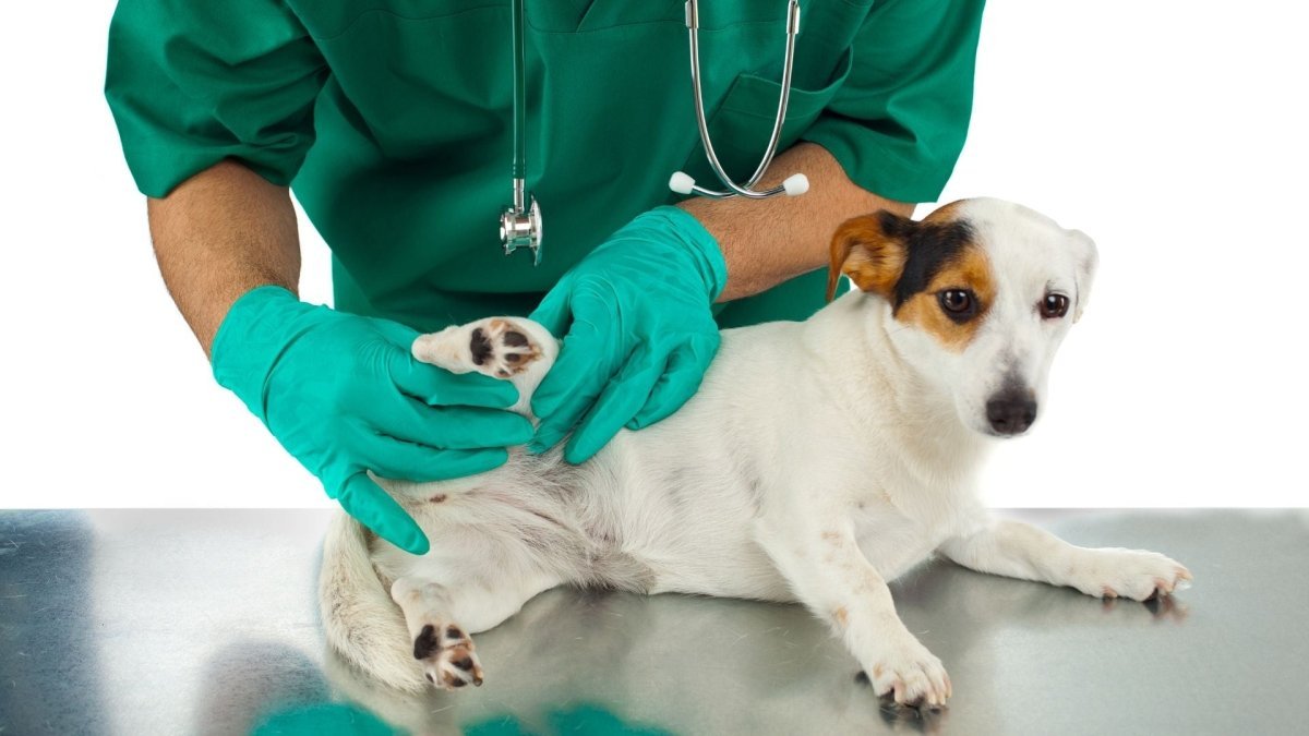 Signs of hip dysplasia in dogs - Hemp Well