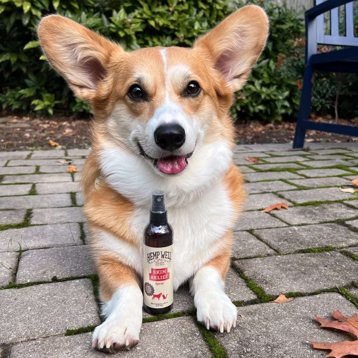 Best Supplements for Dogs with Seasonal Itching
