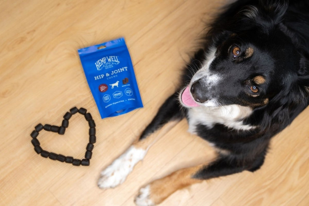 Soft Chews vs. Oils: Choosing the Best Pet Supplements