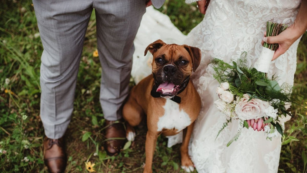 States Where Pets Can Sign and Bear Witness to Your Wedding
