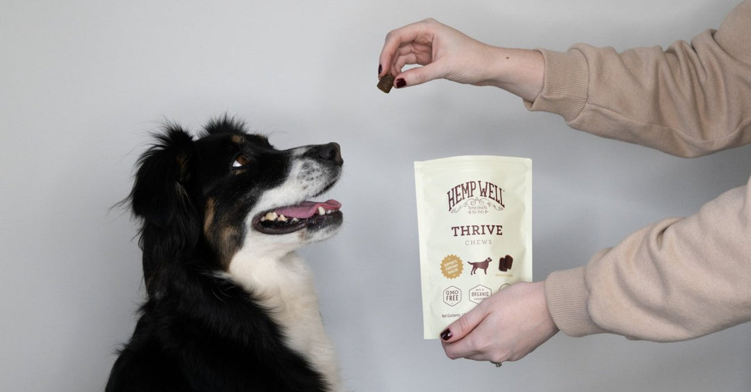 Support Pet Wellbeing with Hemp Well Thrive