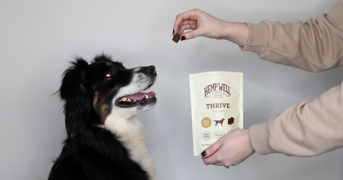 Support Pet Wellbeing with Hemp Well Thrive - Hemp Well