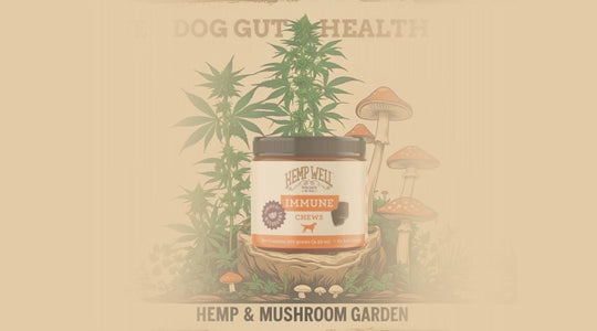 Support Your Dog’s Health with Hemp Well Immune Soft Chews!