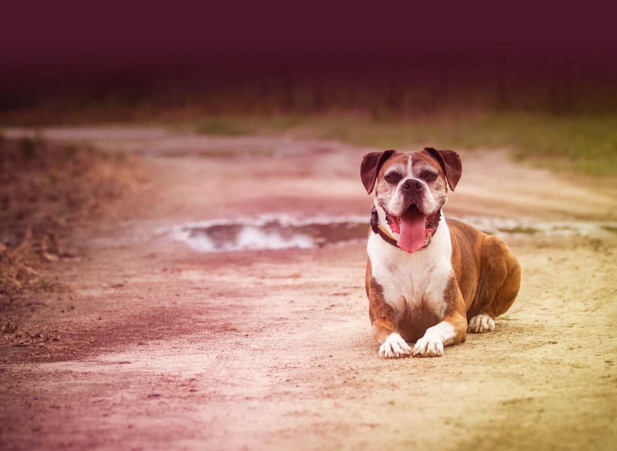 The 5 Most Common Causes Of Dog Deaths - Hemp Well