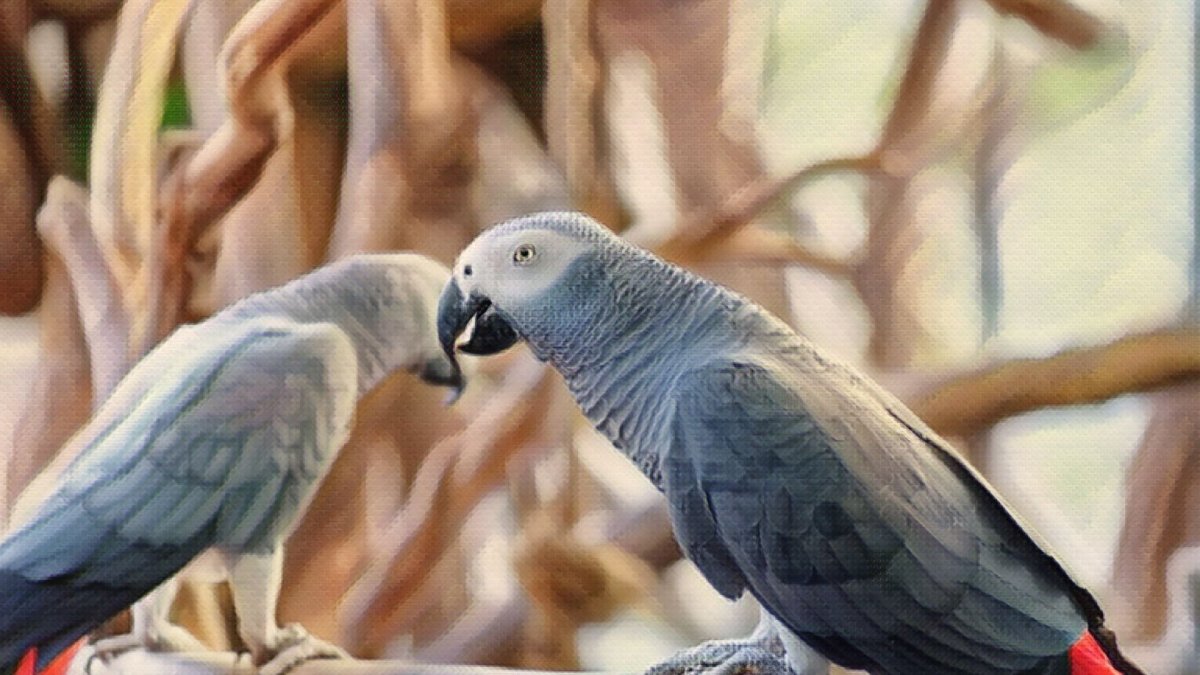The benefits of CBD oil for african grey parrots - Hemp Well