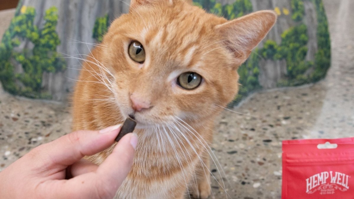 The Best Cat CBD and Calming Treats