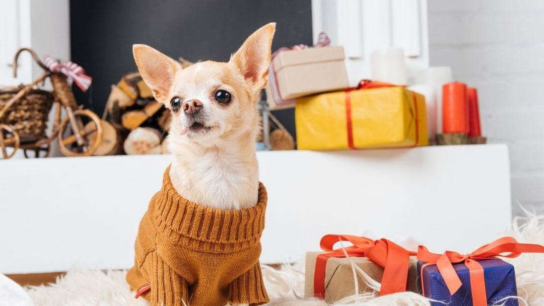 The Best Gift Idea for Your Friends' Cat or Cherished Granddogs