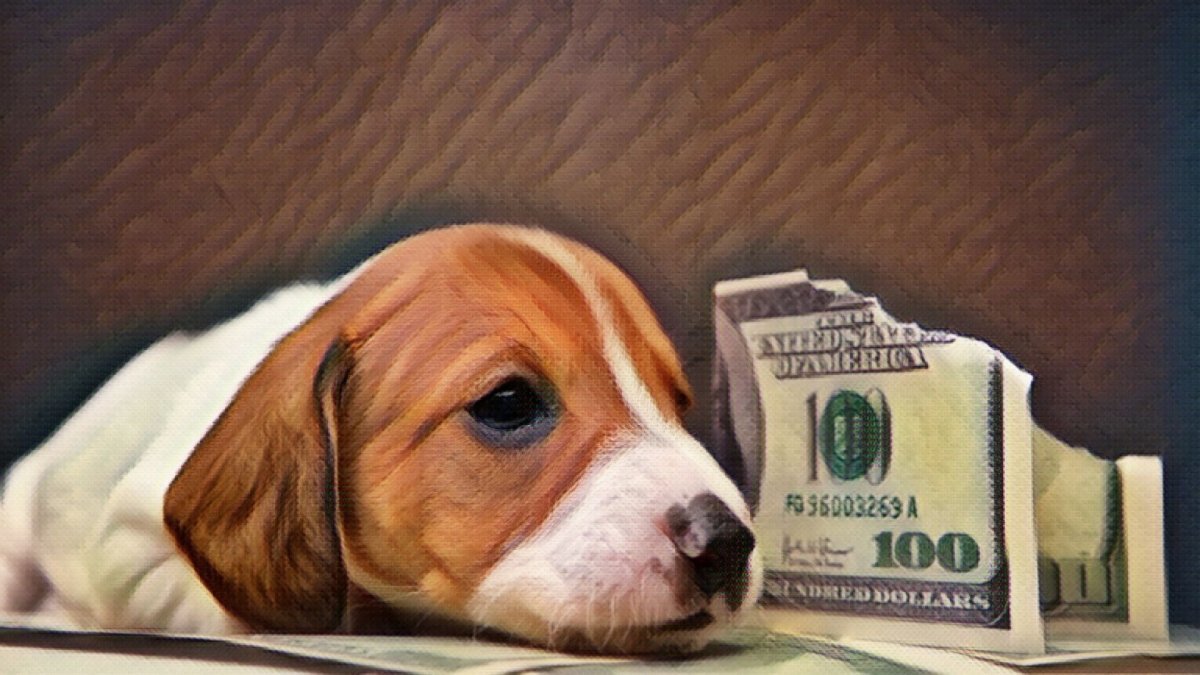 The best ways to get affordable CBD for your dog or cat - Hemp Well
