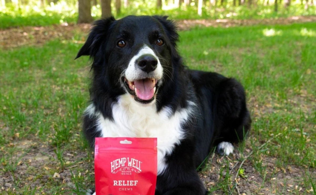 The Endocannabinoid System in Dogs: What It Is & How to Support It Naturally