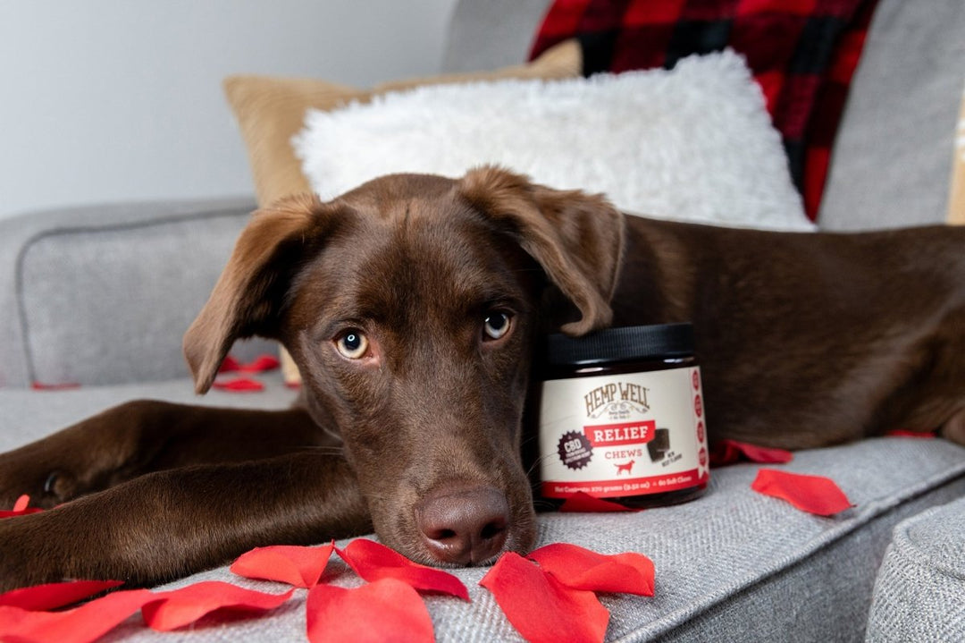 The Perfect Valentine’s Day Gift for Pets: Hemp Well Supplements